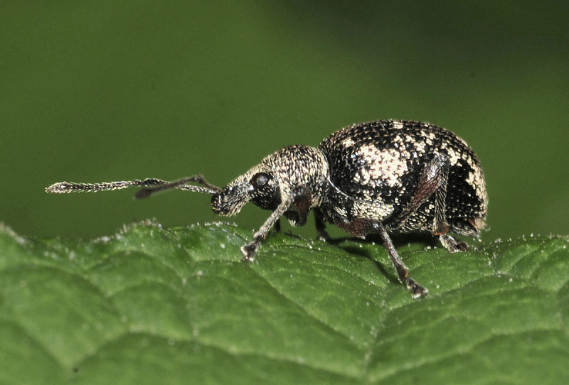 Curculionidae:  Otiorhynchus (Majetnecus) lepidopterus